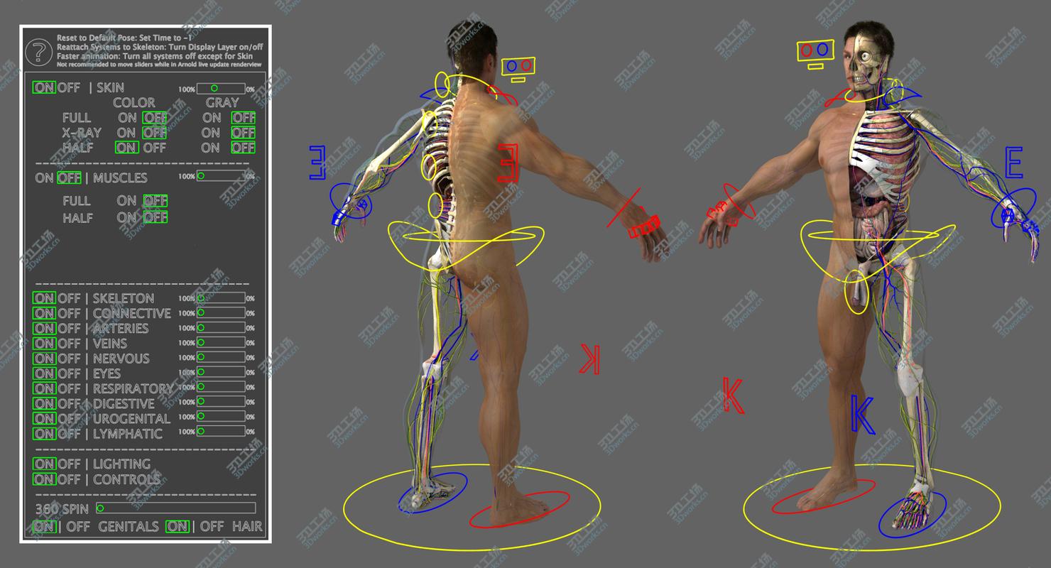 images/goods_img/20210113/3D Ultimate Rigged Anatomy Combo(1)/4.jpg